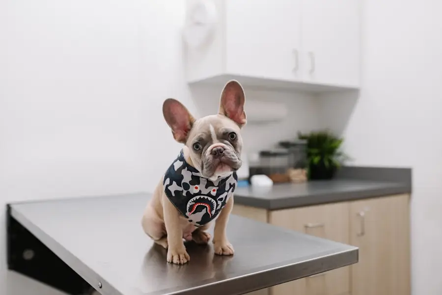 Französische Bulldogge sitzt auf dem Behandlungstisch beim Tierarzt